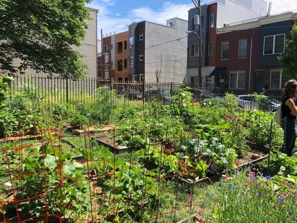 Into the Weeds of It: Why Philadelphia Needs More Community Gardens