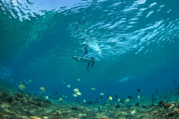 Surf Shark Fishing for Beginners