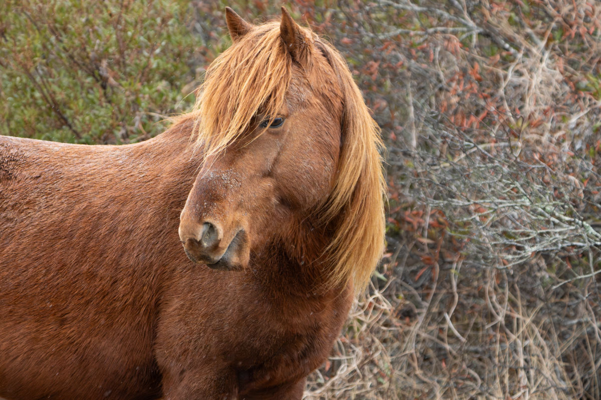 The Natural Beauty of Assateague Island State Park